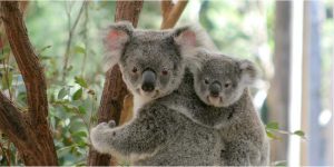 xlpks-web-banner-koala-800x400-png-pagespeed-ic-yjcvy8zr-a